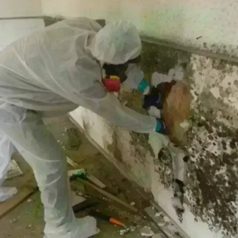 Mold Remediation and Removal in Blauvelt, NY